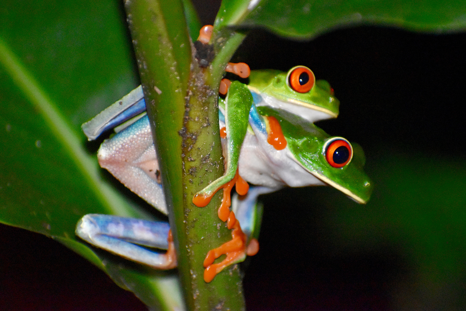 Frösche von Costa Rica