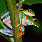 Frösche von Costa Rica