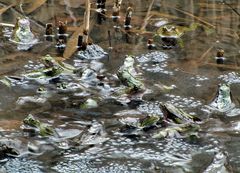 Frösche Waldweiher