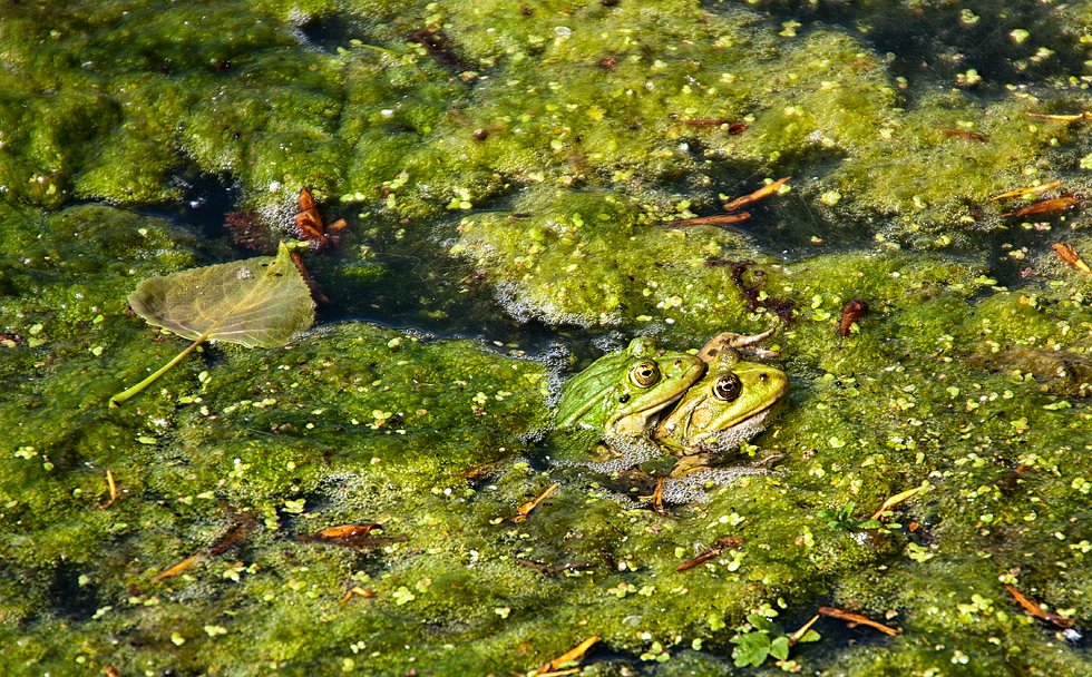 fröscheln...