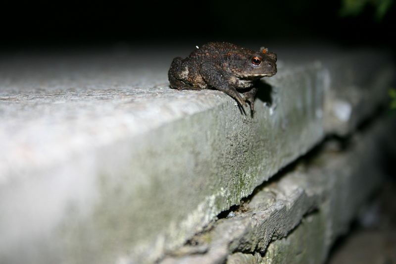 Fröschlein am Abend...