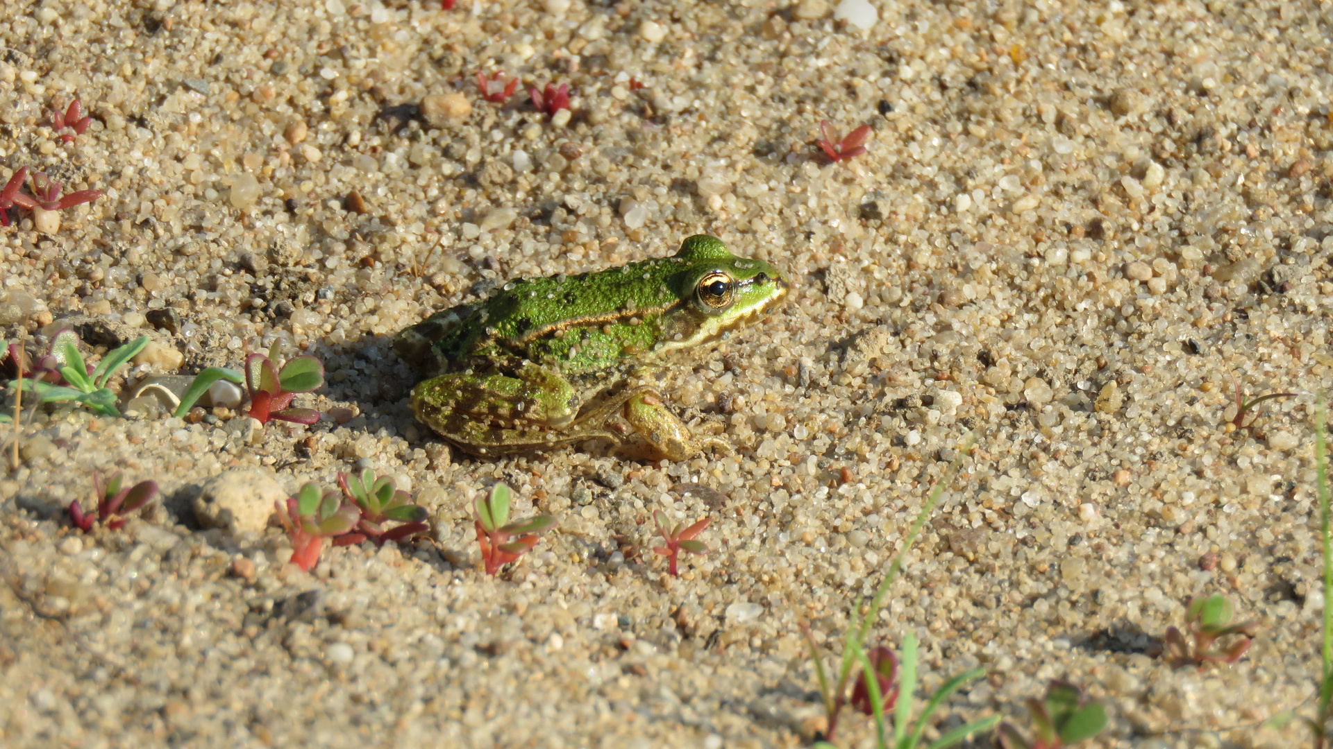 Fröschlein am Elbstrand...