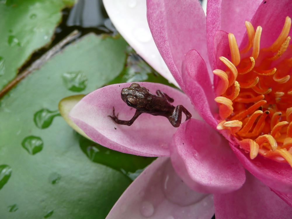 Fröschlein auf Seerose