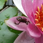 Fröschlein auf Seerose