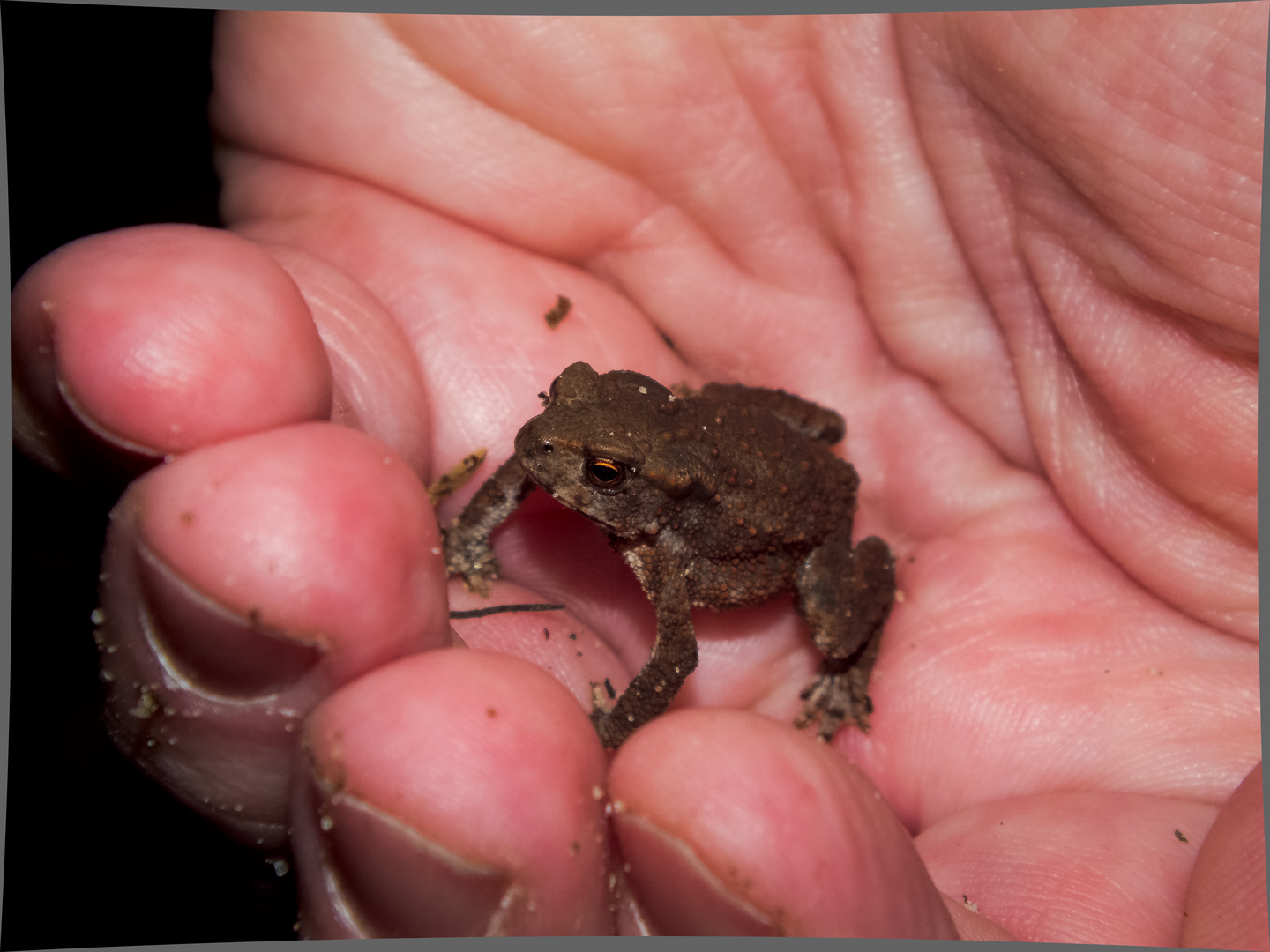 Fröschlein in der Hand