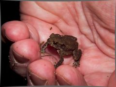 Fröschlein in der Hand