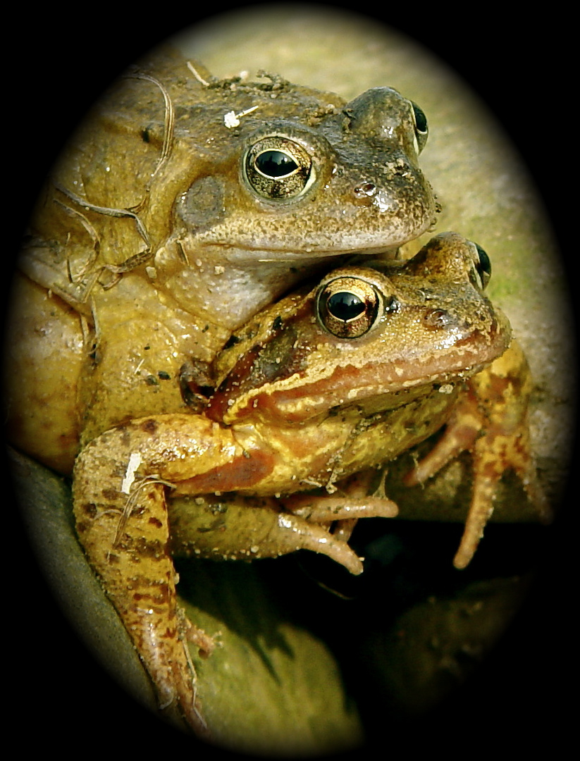 Fröschleins Hochzeit