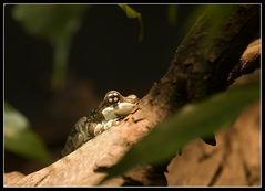 Fröschli - Zoo, Köln