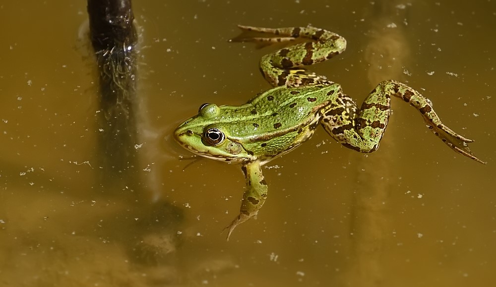 "Fröschlis Badetag" oder habt ihr einen Titel hierfür?