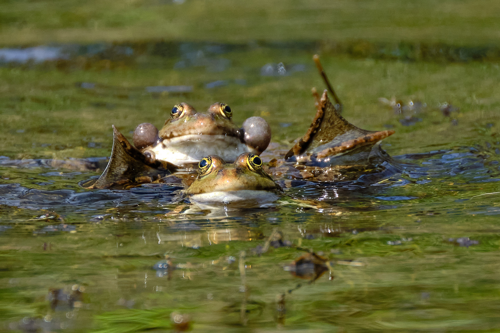 Fröschpärchen