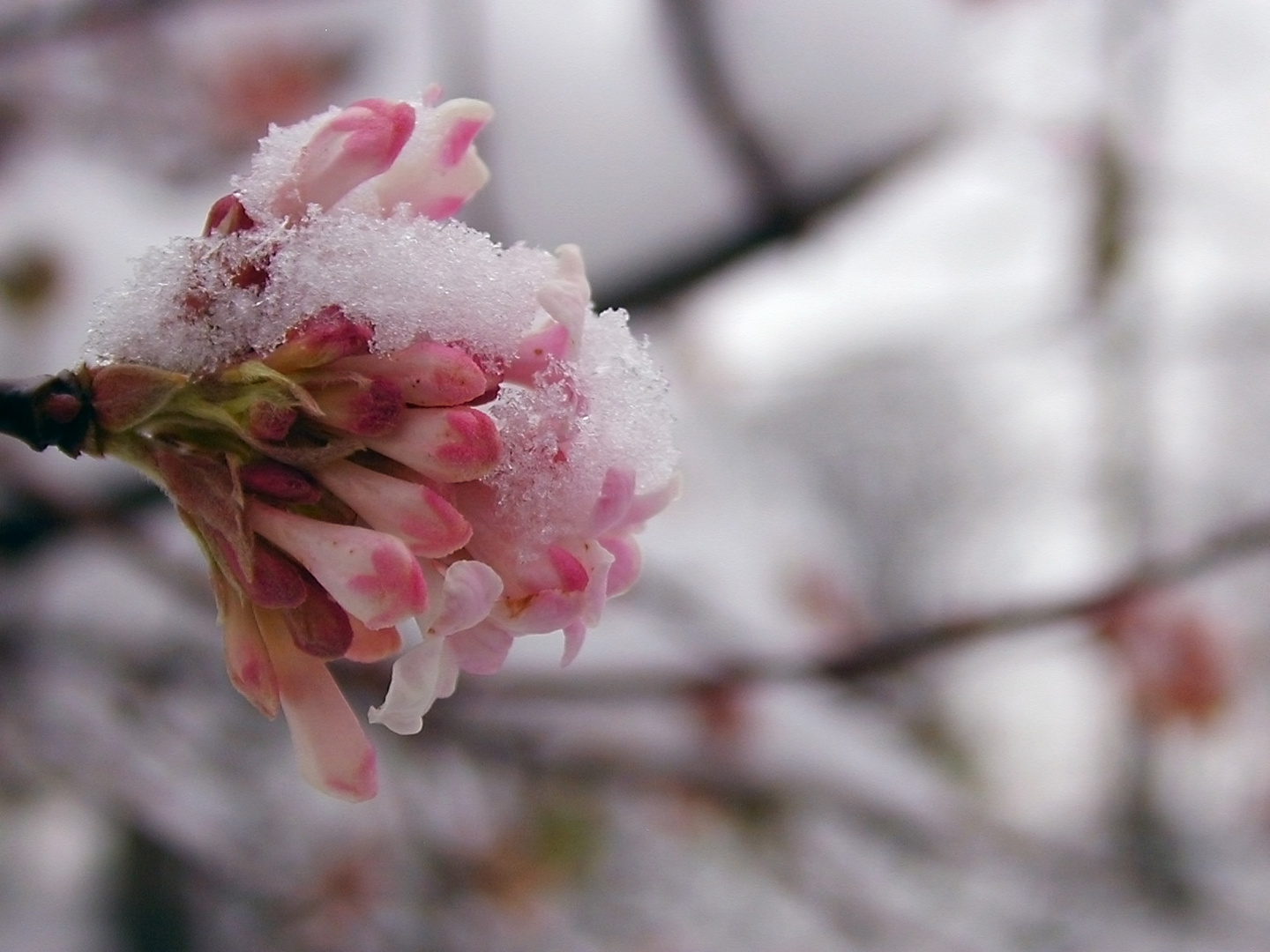 Fröstelnde Blüte