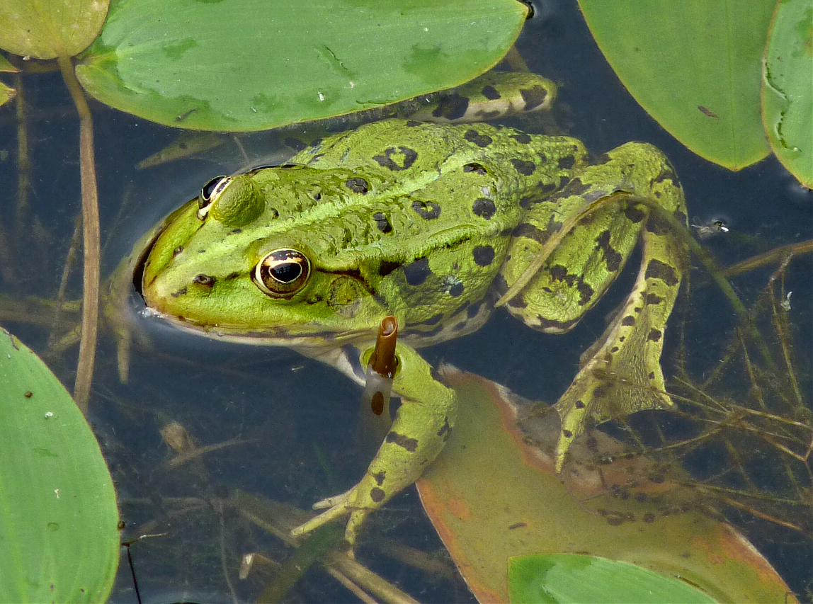 Frog 1