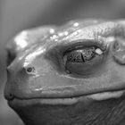 Frog 1 BW