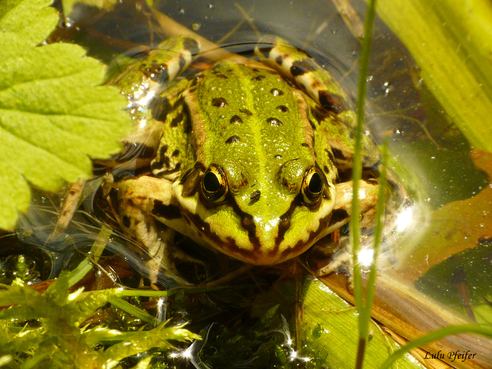 frog 2