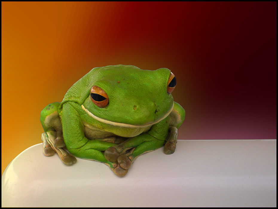 Frog