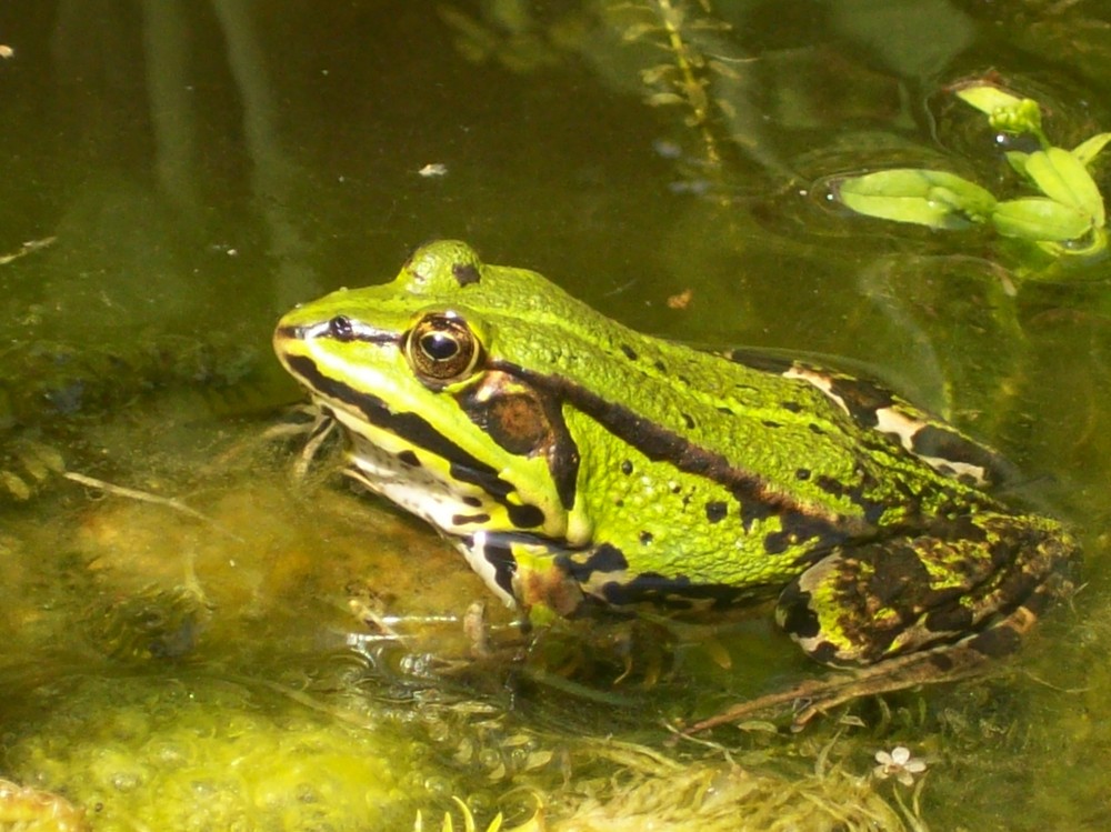 frog