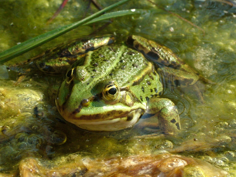 Frog