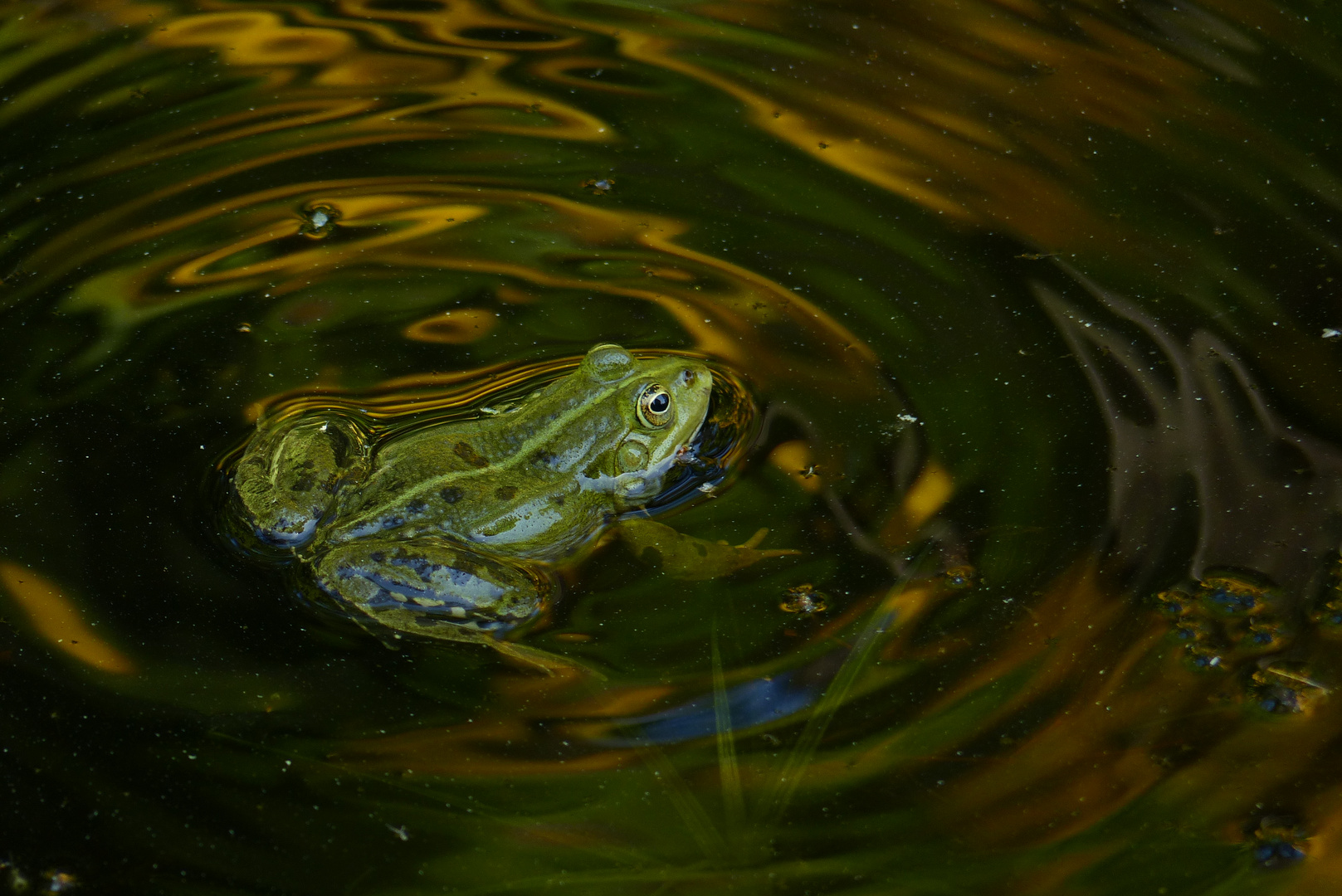 Frog