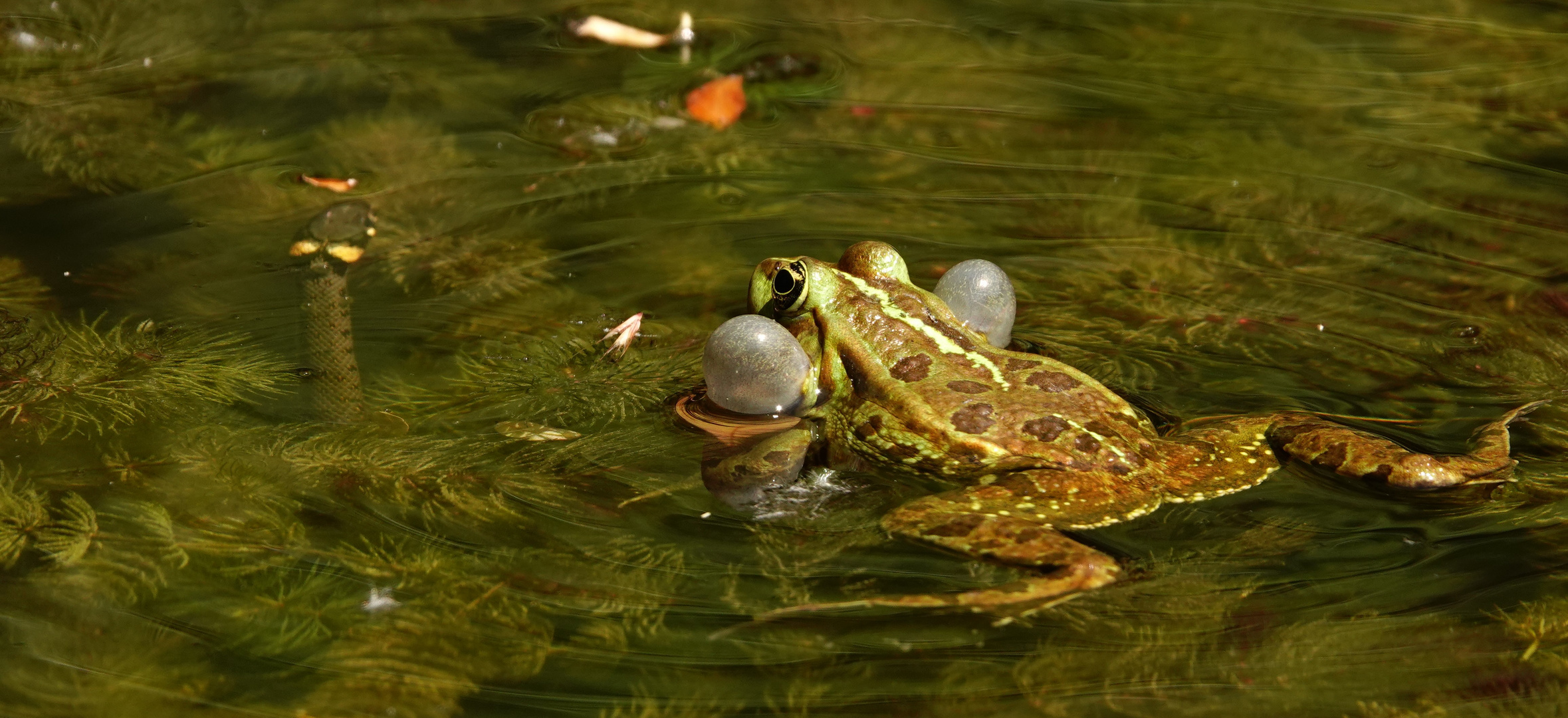 Frog and Snake