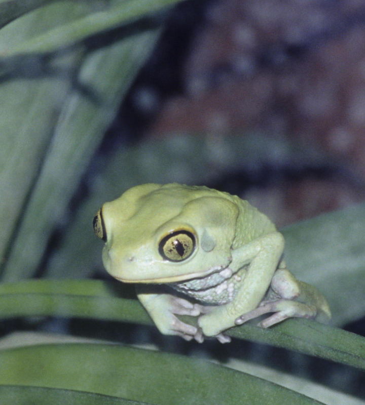 Frog at rest