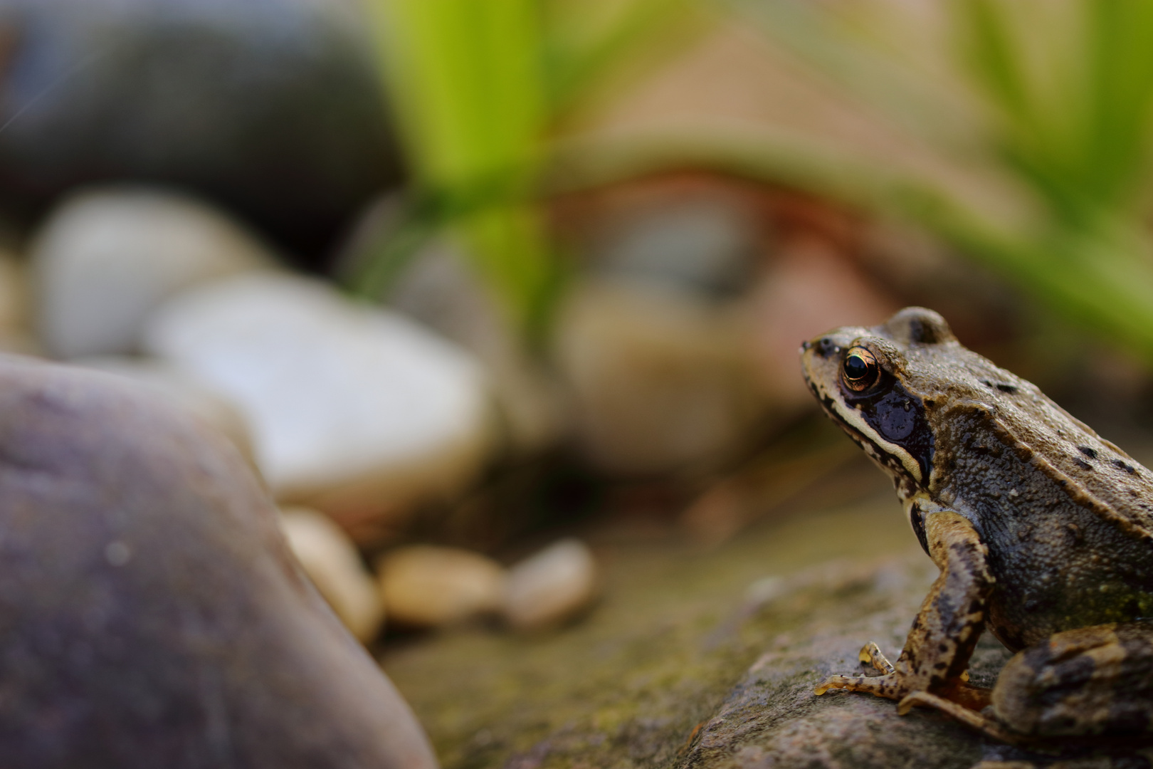 frog at the pond