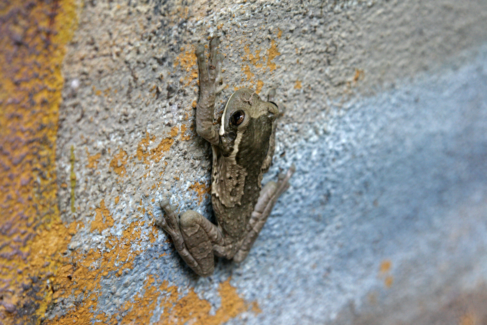 Frog at the wall II