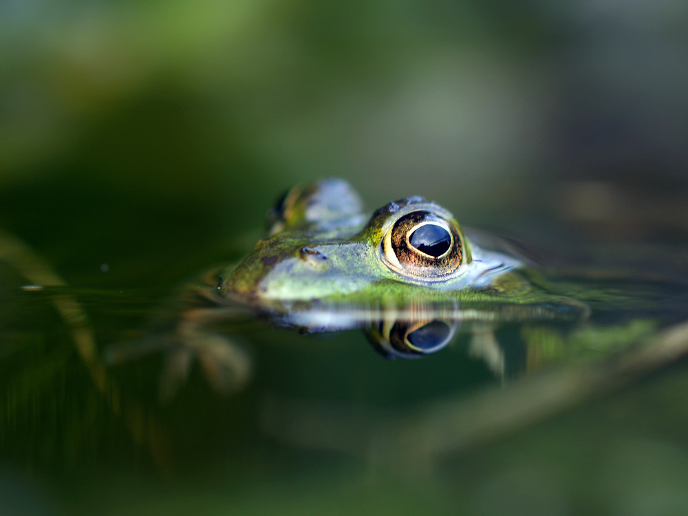 Frog by John Jong de