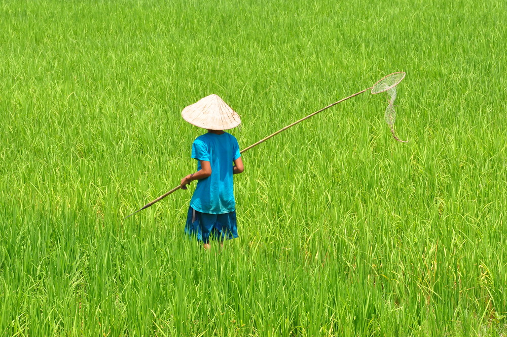 Frog catcher