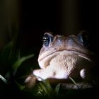 Frog Colombia