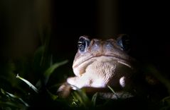 Frog Colombia