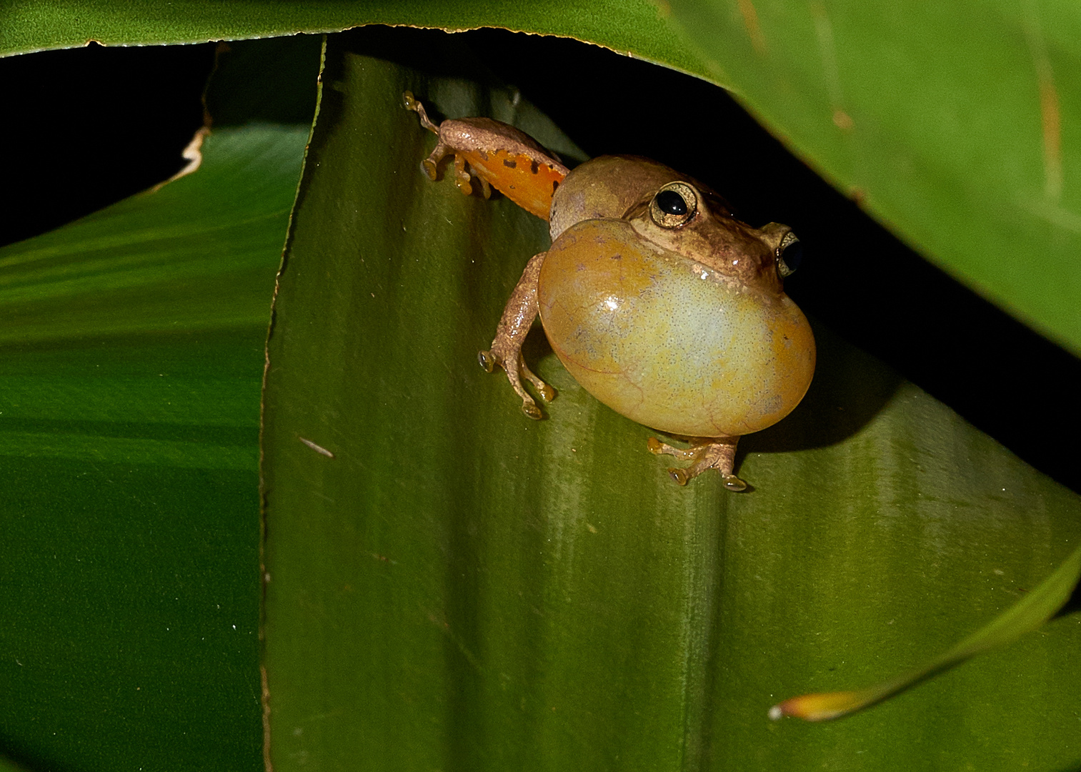 frog "Coquí"