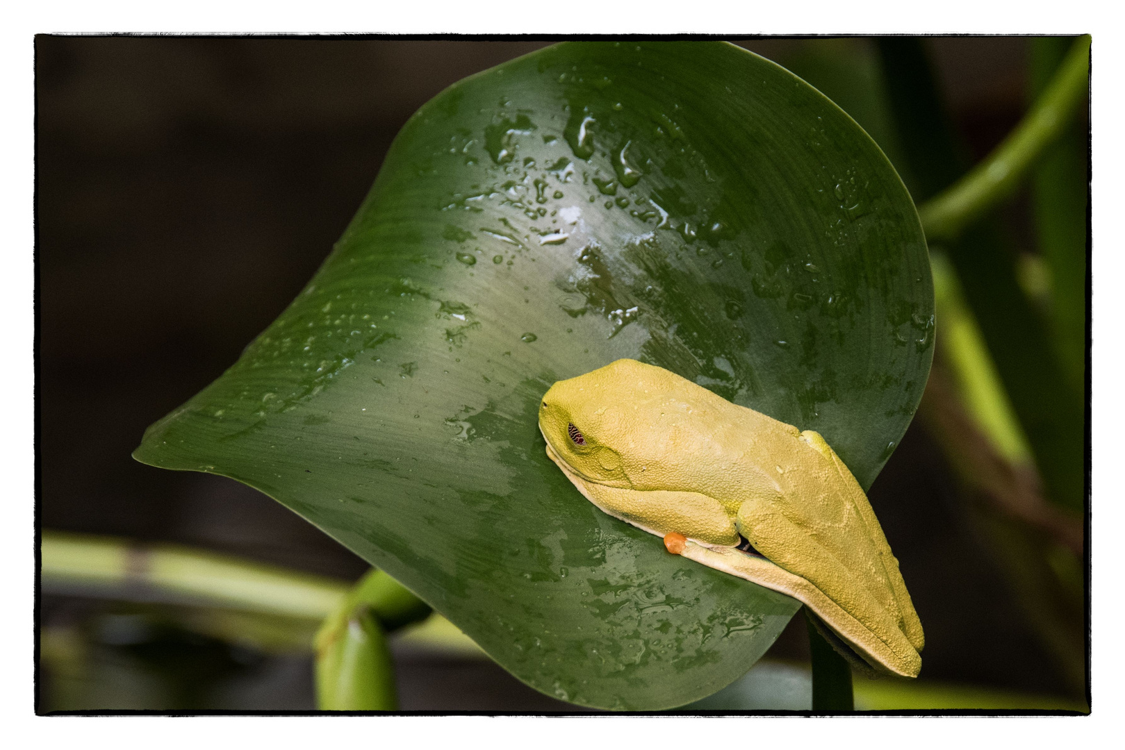 Frog/ Costa Rica