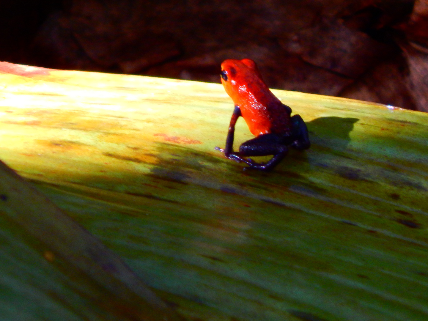 Frog Costa Rica