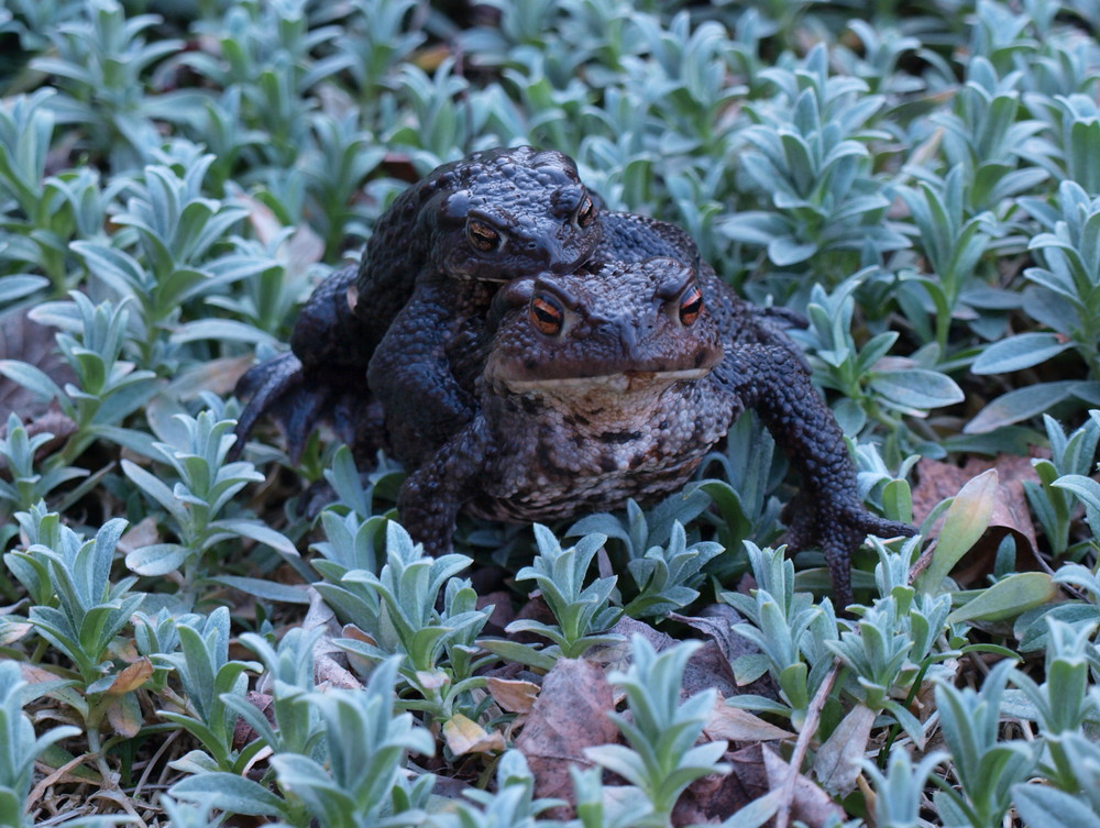 Frog- Double in der Frontansicht