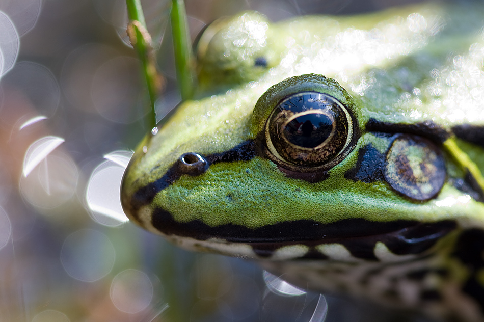 Frog Eye