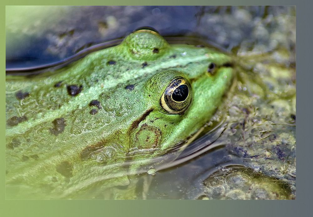 Frog eye