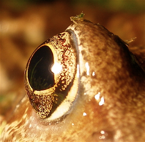 frog eye