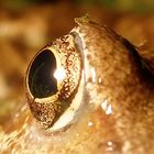 frog eye