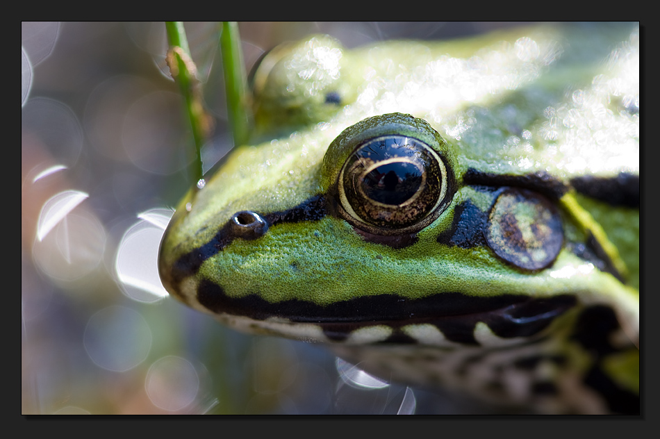 frog eye