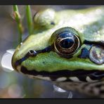 frog eye