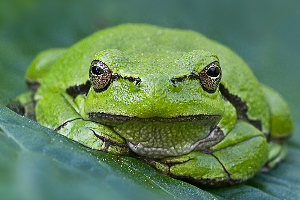 Frog eyes