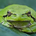 Frog eyes