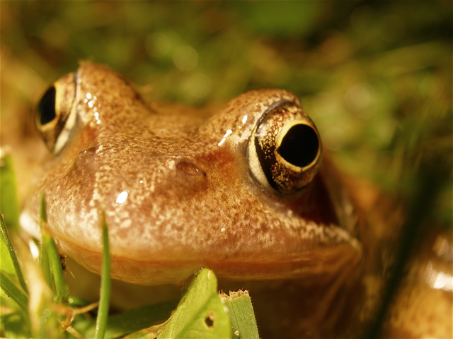 frog face