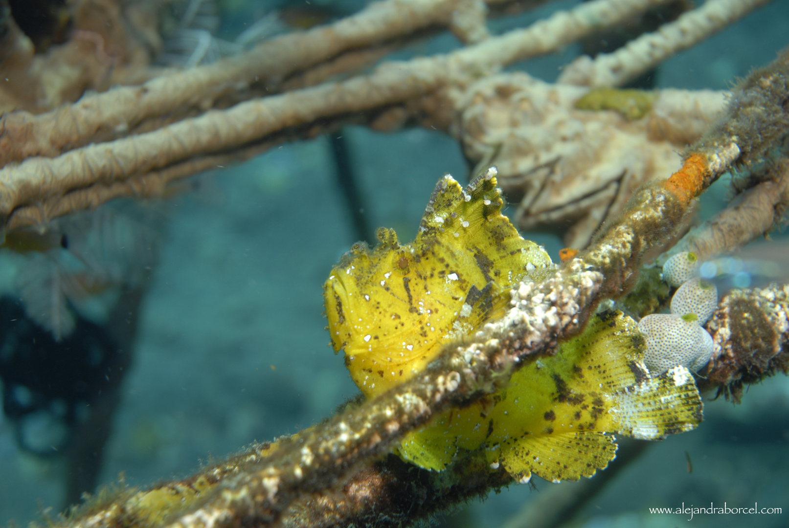 Frog Fish