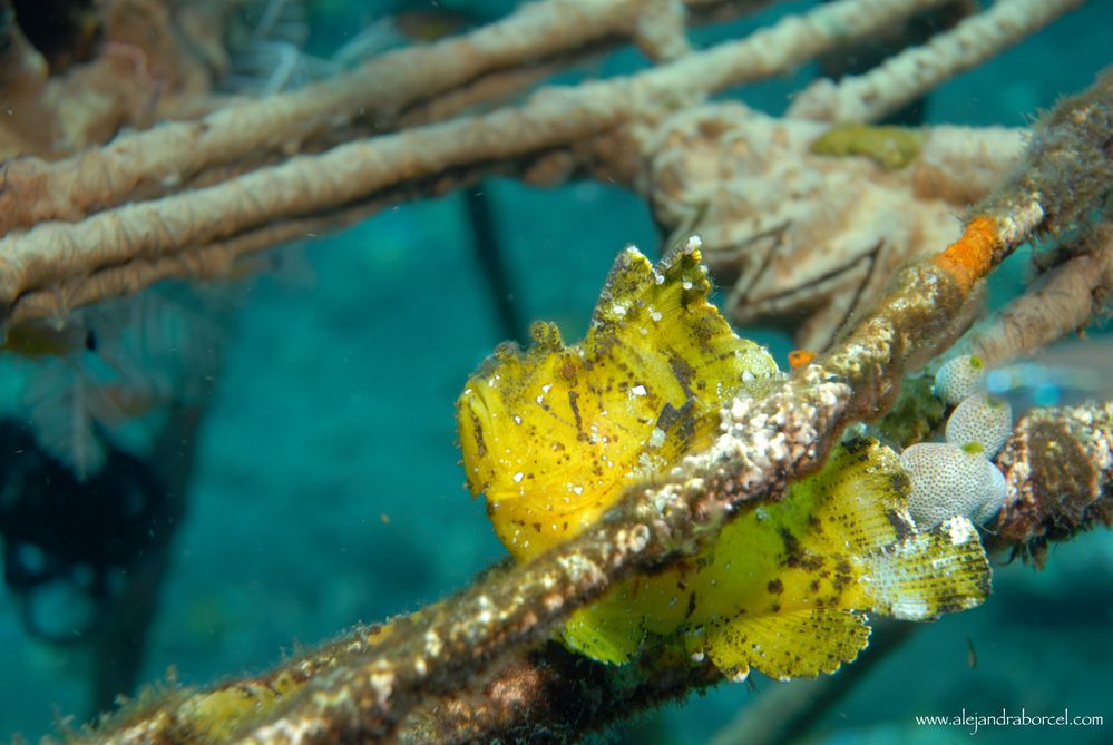 Frog Fish