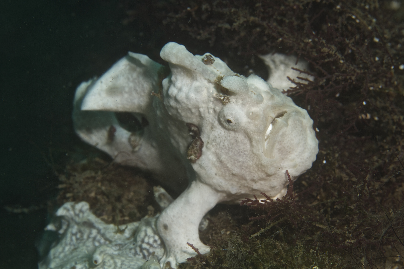 Frog-Fish