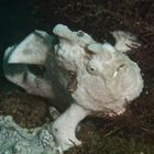 Frog-Fish