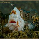 frog fish , pesce rana minuscolo