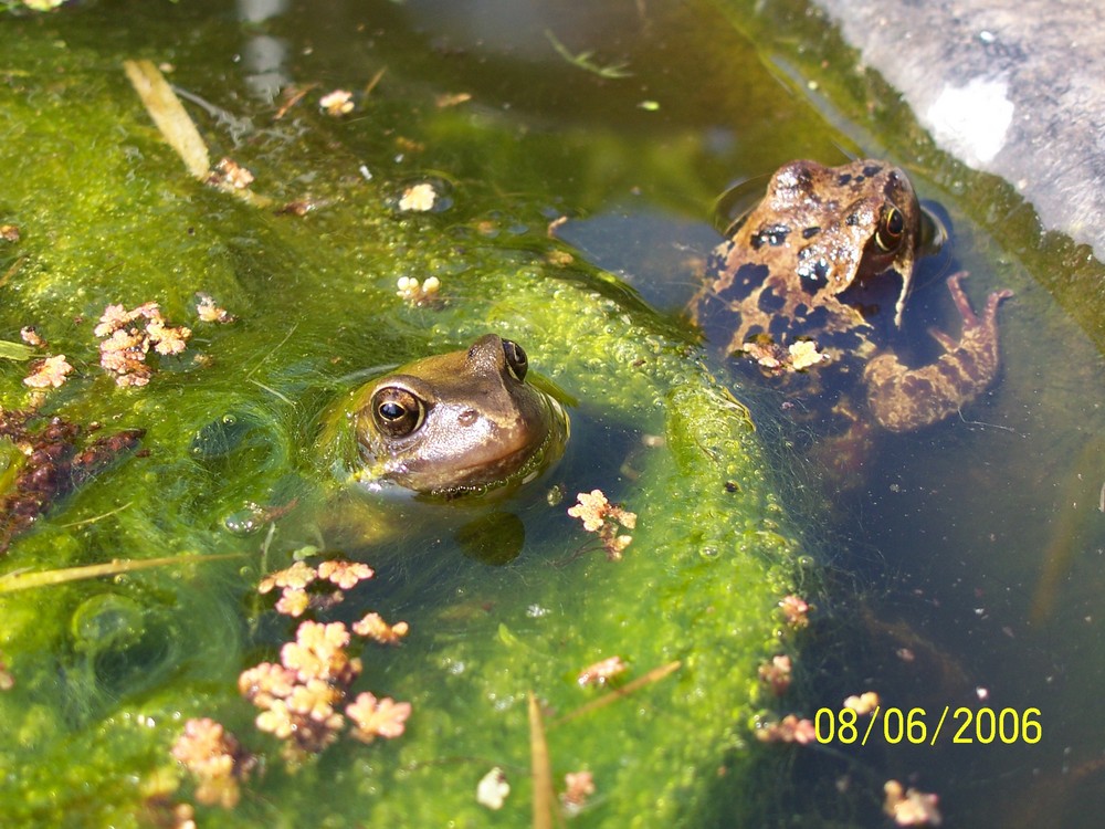 Frog friends