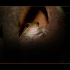 frog---Hoss--hanging-around